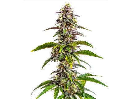 Screenshot 2024 12 23 at 11 10 19 Mimosa X Wedding Cake Auto 24% THC Buy Autoflower Seeds