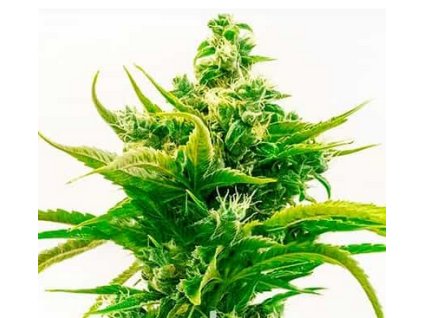 Screenshot 2024 12 23 at 11 20 44 Skunk Auto seeds 15% THC Buy Autoflower Seeds