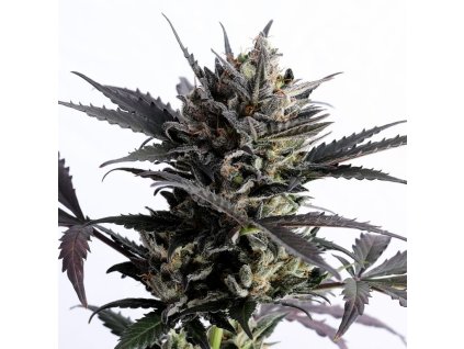 lemon haze auto product image 7573 768x768
