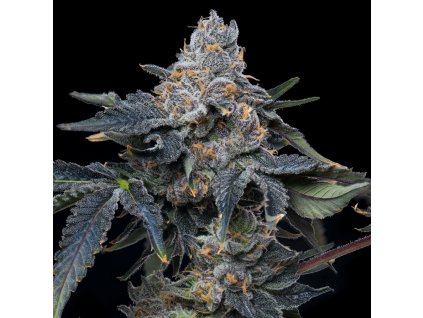 Grape
