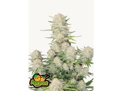 Apricot Auto