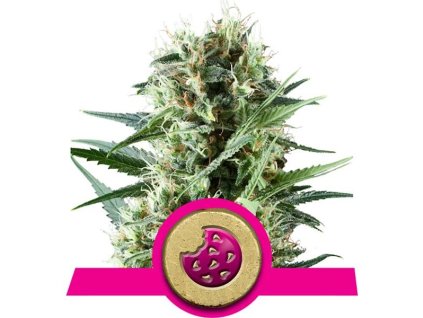 Royal Cookies - Royal Queen