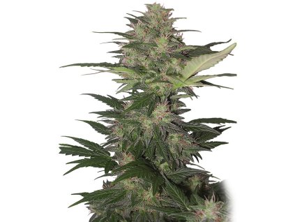 Buddha Red Dwarf Auto