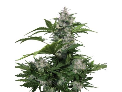 White Dwarf Auto