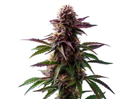 Gelato X Purple Punch AUTO F1