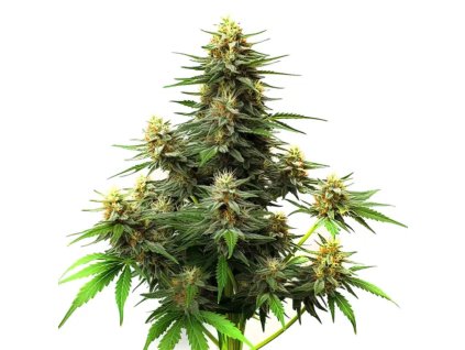 amnesia haze