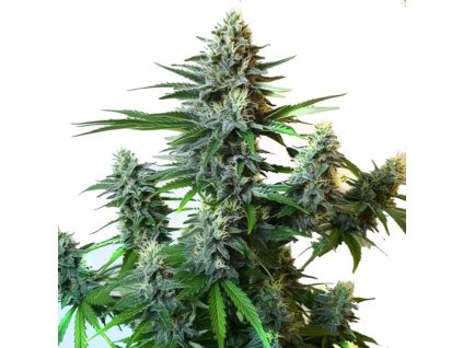 gorilla glue