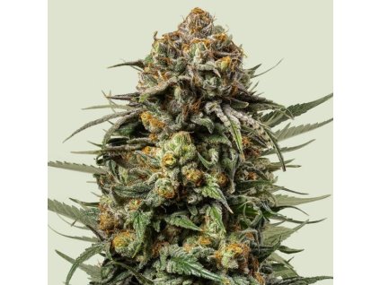 gelato 44
