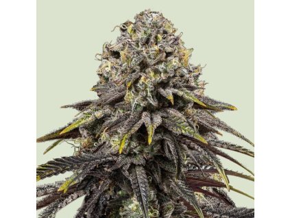 dynamite diesel