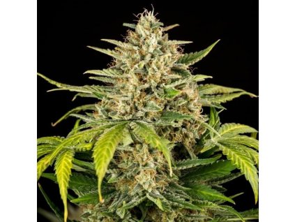 Screenshot 2025 04 28 at 08 51 44 green gelato auto 574406.jpg (Obrázok JPEG 600×600 bodov)