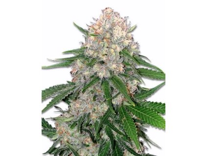 Screenshot 2025 04 28 at 08 59 35 critical 13.webp (Obrázok WEBP 440×555 bodov)