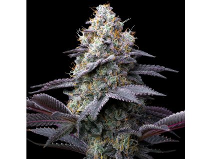 bubblegum gelato 1 553260