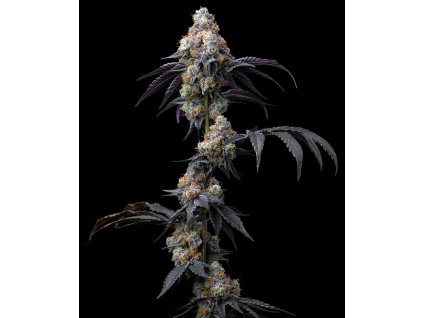 rainbowsherbet