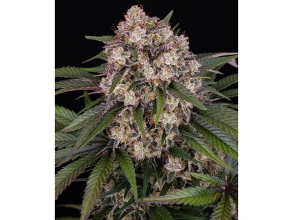 og kush auto circle new 21 124987 2