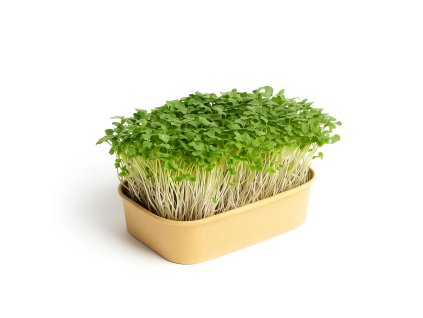 ChatGPT Image Nov 6, 2025 at 09 16 27 AM