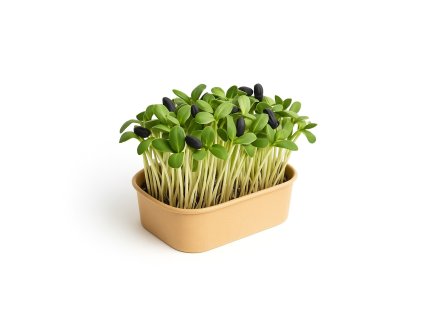 ChatGPT Image Nov 6, 2025 at 09 28 38 AM