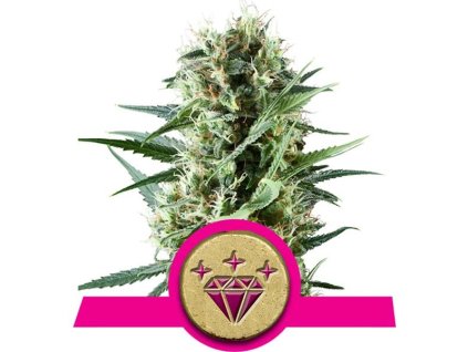 Special Kush 1 - Royal Queen
