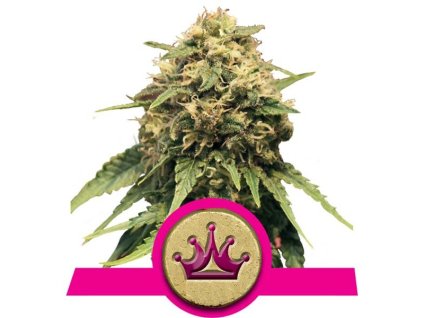 Special Queen 1 - Royal Queen
