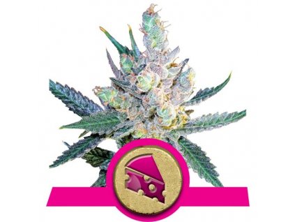 Royal Cheese (Fast Flowering) - Royal Queen -
