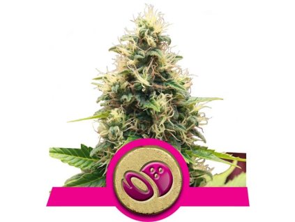 Somango XL - Royal Queen