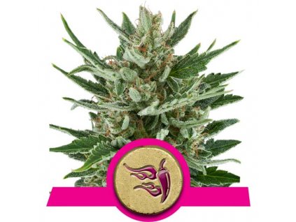Speedy Chile (Fast Flowering) - Royal Queen -