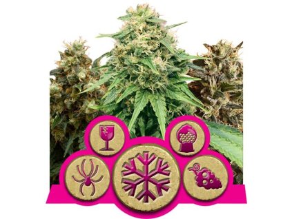 Feminized Mix - Royal Queen -