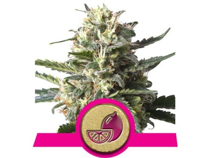 Lemon Shining Silver Haze - Royal Queen