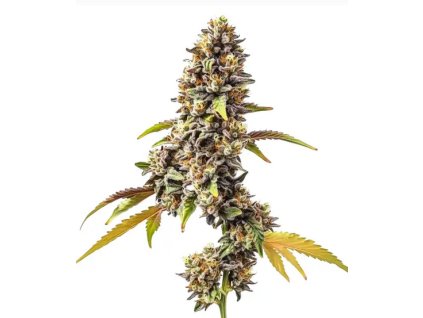 Screenshot 2024 12 23 at 11 06 05 Tahoe OG Auto 20% THC Buy Autoflower Seeds