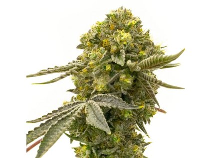 Cinderella 99 x Blueberry Fast Version - Tatra Seeds