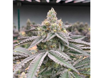 fat bastard tatra seeds