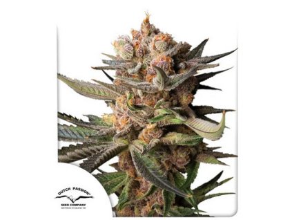 Auto Frozen Biscotti Cannabis Seeds Dutch Passion UK