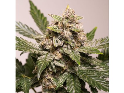 auto strawberry soda 3