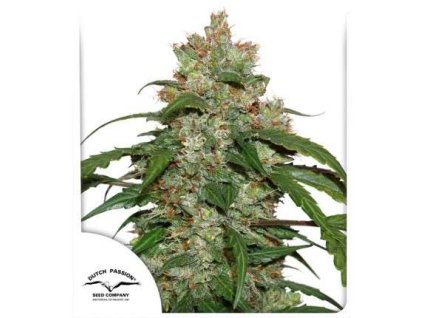 CBD Auto White Widow - Dutch Passion