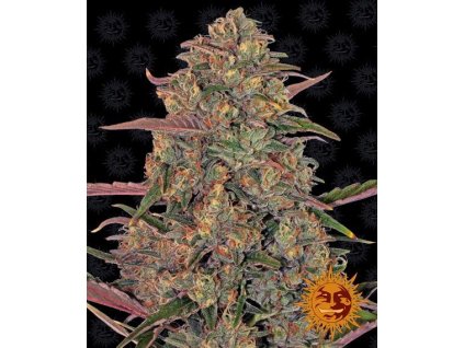 Pineapple Chunk - Barney´s Farm -