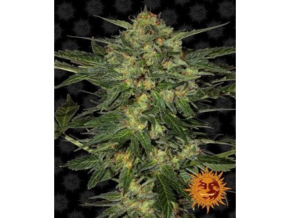 LSD - Barney´s Farm