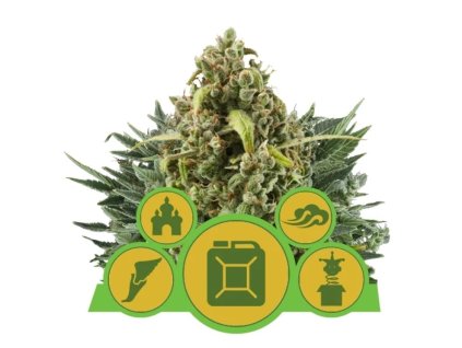 Autoflowering Mix - Royal Queen