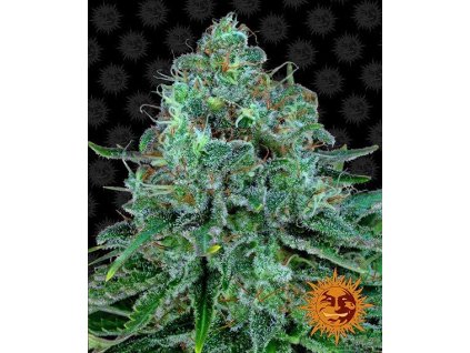 Critical Kush - Barney´s Farm -