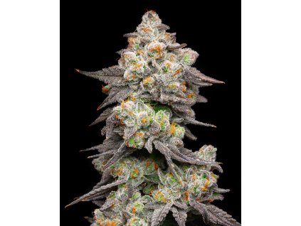 Acai Grapes Acai Gelato x Sunset Sherbet hi res 1