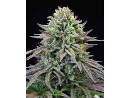 cherry cooks Forum Cut Cookies x Cherry Pie x Purple Planet