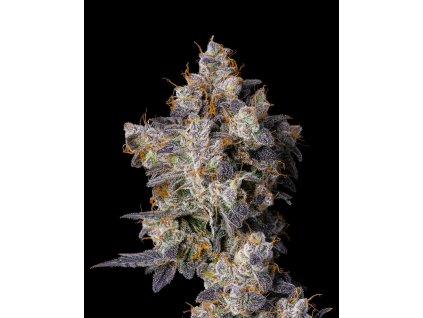 cherry zelato plant 1 1