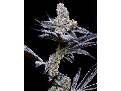 Mind Fuck Jellato x Sunset Sherbet