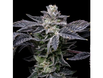 Pink Runtz x Hollywood