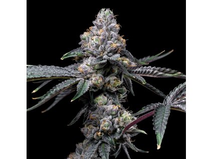 Sunset Sherb x Hollywood