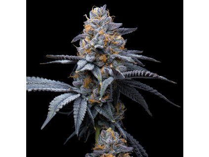 Trop Cookies x Hollywood