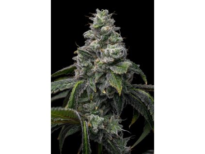 UK Cheese x Hollywood