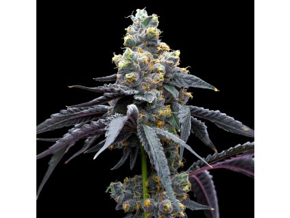 White Runtz x Hollywood