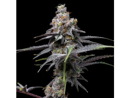 Animal Cake x Hollywood3