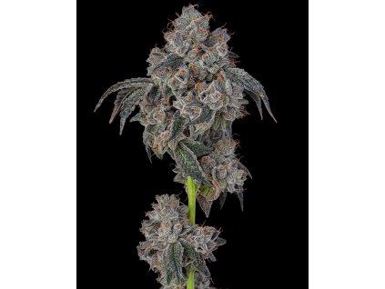 blueberry cherries hi res 2