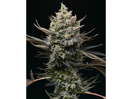 Corn Syrup London Pound Cake 75 x Sunset Sherbet jpg 1