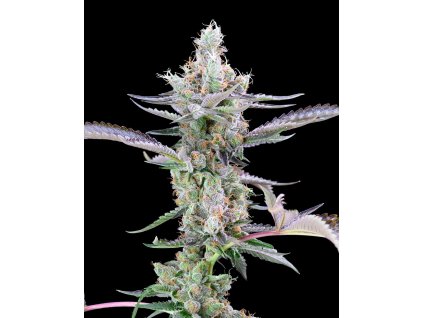 Dirty Money Big Face x Double Lemon Cherry 1